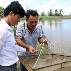 Giá tôm thẻ chân trắng tăng trở lại, thêm 20.000 đồng mỗi kg