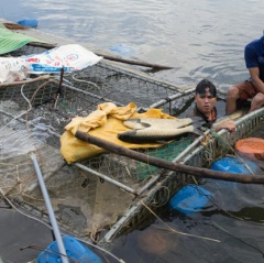 Giải cứu cá lồng trên sông Bồ