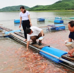 Bán khách sạn tiền tỷ, gom tiền về quê nuôi cá lồng bè