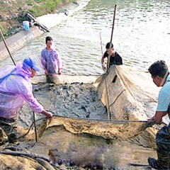 Nam Định: Hiệu quả của các mô hình hợp tác xã nuôi trồng thủy sản