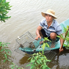 Nhân rộng mô hình nuôi cua bán thâm canh hai giai đoạn