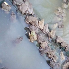 Cách chọn "bạn tình" và kích thích ếch sinh sản