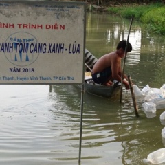 Cần Thơ: Chuyển giao 700.000 con giống tôm càng xanh toàn đực