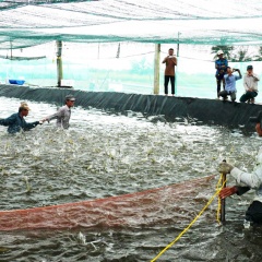 Phú Tân cần kiểm soát tốt việc phát triển nuôi tôm siêu thâm canh