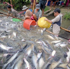 Vì sao cá tra rớt giá đến 4.000 - 5.000 đồng/kg?