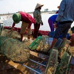 Giá tôm thẻ tăng trở lại, nông dân bắt đầu có lãi