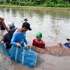 Hợp tác, liên kết và sản xuất theo chuẩn quốc tế