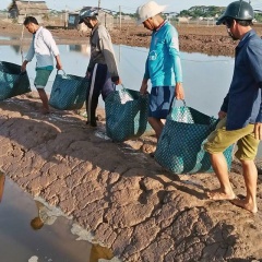 Để phát triển nghề nuôi tôm Tiền Giang bền vững