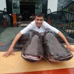 Đại gia Bắc Ninh mua cặp cá leo khổng lồ nặng hơn tạ từ Campuchia