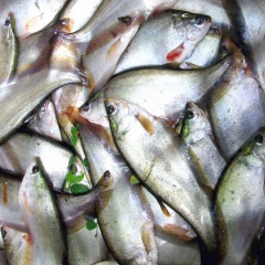 Cần Thơ: Giá cá thát lát ở mức cao ổn định