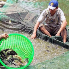 Hậu Giang: Nuôi cá rô đầu vuông trúng giá