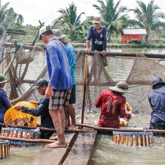 Giá cá tra nguyên liệu giảm hơn 4000đ/kg