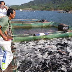 Nông dân Bình Định làm giàu nhờ nuôi cá lồng