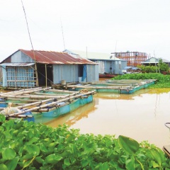 Nghề nuôi cá bè cù lao Ông Hổ