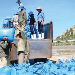 Phát triển nghề muối ở Ninh Hải