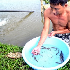 Quảng Nam: Hướng mở nuôi cá chạch lấu