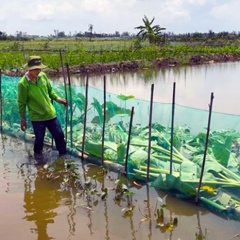 Thu nhập cao nhờ nuôi cá mùa nước nổi thay thế trồng lúa vụ 3