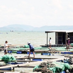 Hỗ trợ 7 triệu đồng/hộ nuôi trồng thủy sản thiệt hại do bão 12