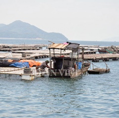 Nuôi ngao đảo Vĩnh Thực: Hoang mang chờ quy hoạch