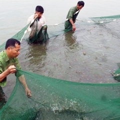 Tập trung vào mũi nhọn nuôi trồng thủy sản ở Hải Hà