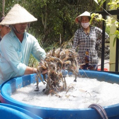 Bạc Liêu: Hiệu quả mô hình nuôi tôm càng xanh toàn đực