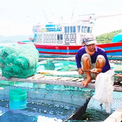 Cam Ranh: Cá tôm chết rải rác do ô nhiễm môi trường