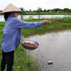 Hiệu quả mô hình nuôi tôm không sử dụng thuốc kháng sinh