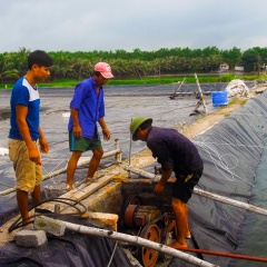 Quảng Ninh:  Tổng diện tích nuôi tôm thâm canh đạt 7.000ha năm 2025