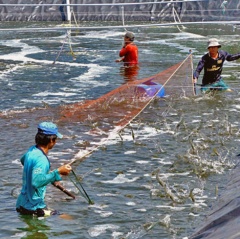 Cần khắc phục “lỗ hổng” trong nuôi tôm siêu thâm canh ở Cà Mau