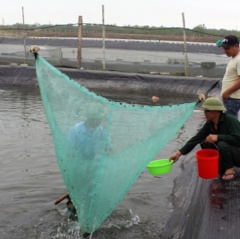 Định hướng phát triển ngành sản xuất thức ăn thủy sản