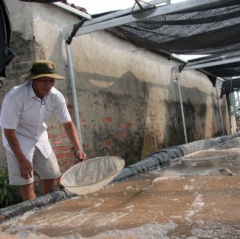 Thanh Hóa: Khó khăn trong quản lý nguồn giống thủy sản
