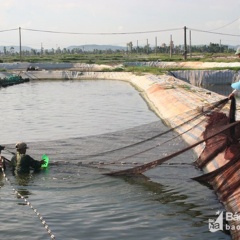 Bán tôm chậm lớn để "giữ lãi"