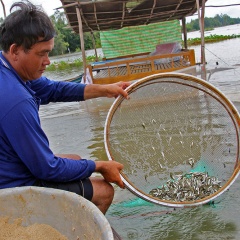 Lạ mà hay: “Vỗ béo” cá linh mùa nước nổi đem lại thu nhập khủng