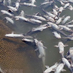 Kiên Giang: Cá chết hàng loạt do ảnh hưởng của nước ngọt
