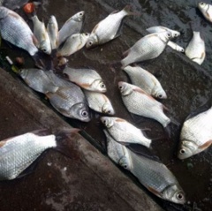 Thừa Thiên Huế: Cá chết trên sông An Cựu sau mưa lớn