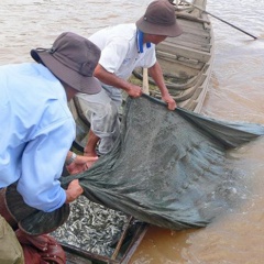 Giá cá linh đầu mùa tăng cao