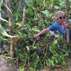 An Giang mùa bắt cá đồng