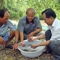 Giá cá giống Hậu Giang tăng nhẹ