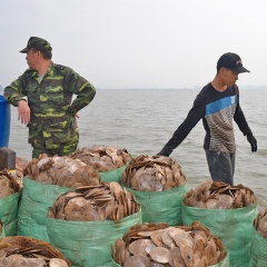 Quảng Ninh: Tăng cường xử lý khai thác thủy sản tận diệt