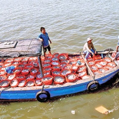 Bình Thuận: Khai thác hải sản gắn với bảo vệ biển đảo