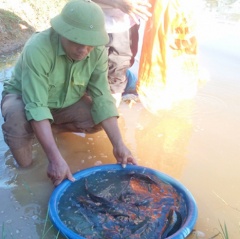 Tin vắn thủy sản địa phương tuần 35 năm 2018