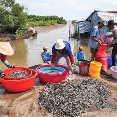 Mùa hến mũi Cà Mau