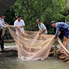 Bấp bênh nghề nuôi cá lồng, bè Hậu Giang