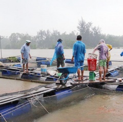 Rủi ro nuôi cá trong mùa mưa lũ