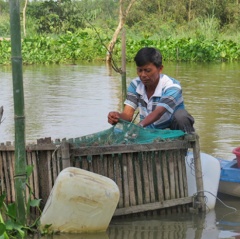 Nuôi cá lóc bông mùa lũ ở Đồng Tháp