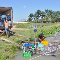 Tây Ninh: Giá cá tra tăng, người nuôi vẫn “dè chừng”