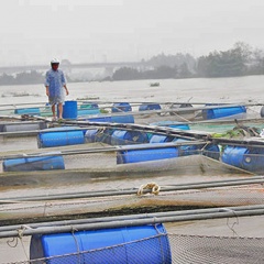 Cảnh báo việc nuôi cá lồng bè trên sông