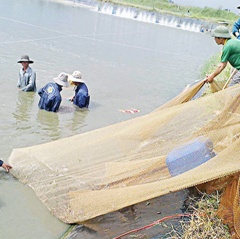 Nuôi tôm thẻ công nghệ cao: Hạn chế dịch bệnh, tăng năng suất