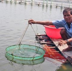 Phú Yên: Vướng mắc gây khó người nuôi tôm