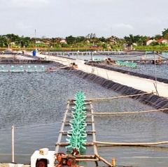 Thanh Hóa: Phát triển thủy sản theo hướng bền vững
